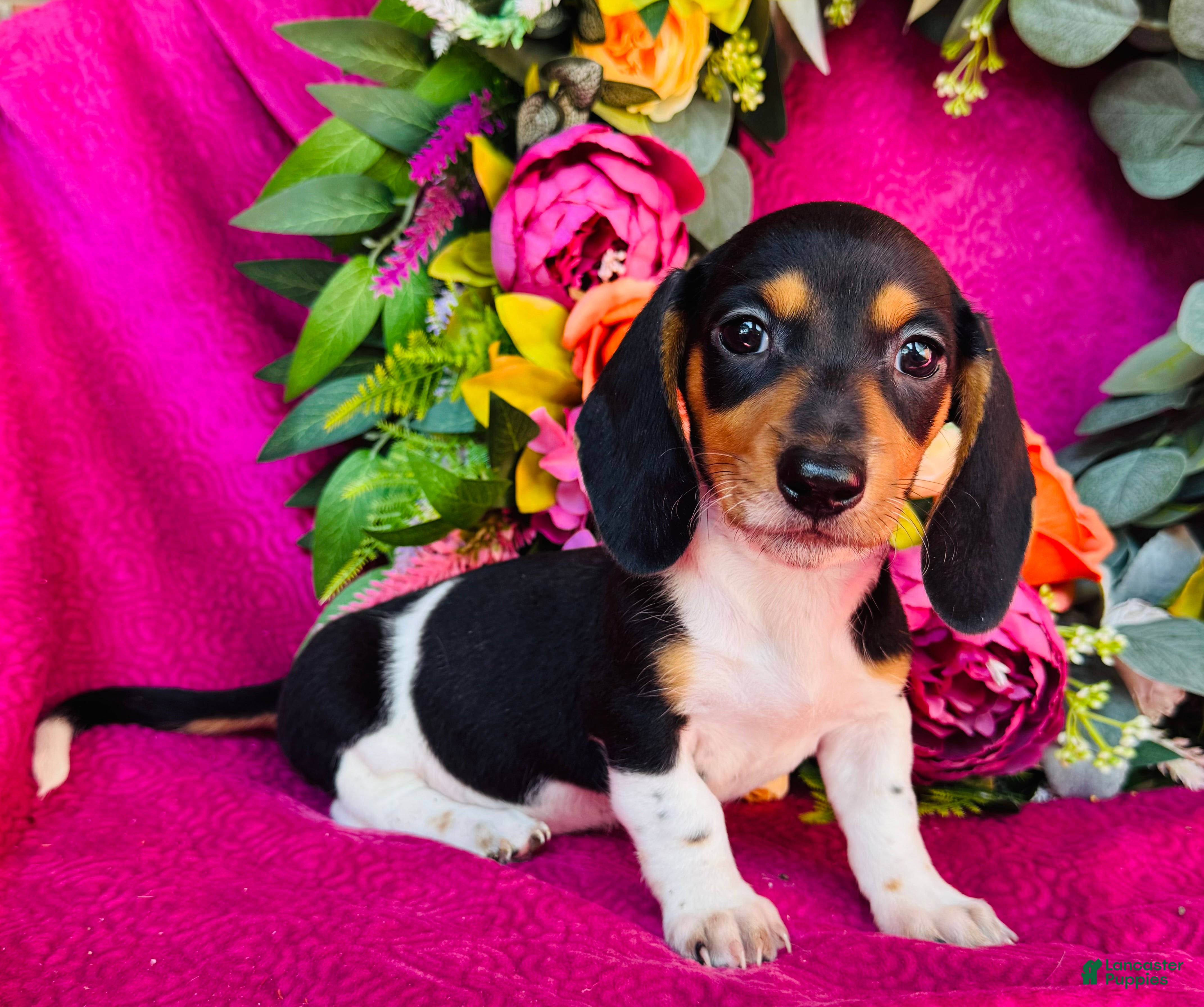 Miniature Dachshund dogs Brandy - Ad 1