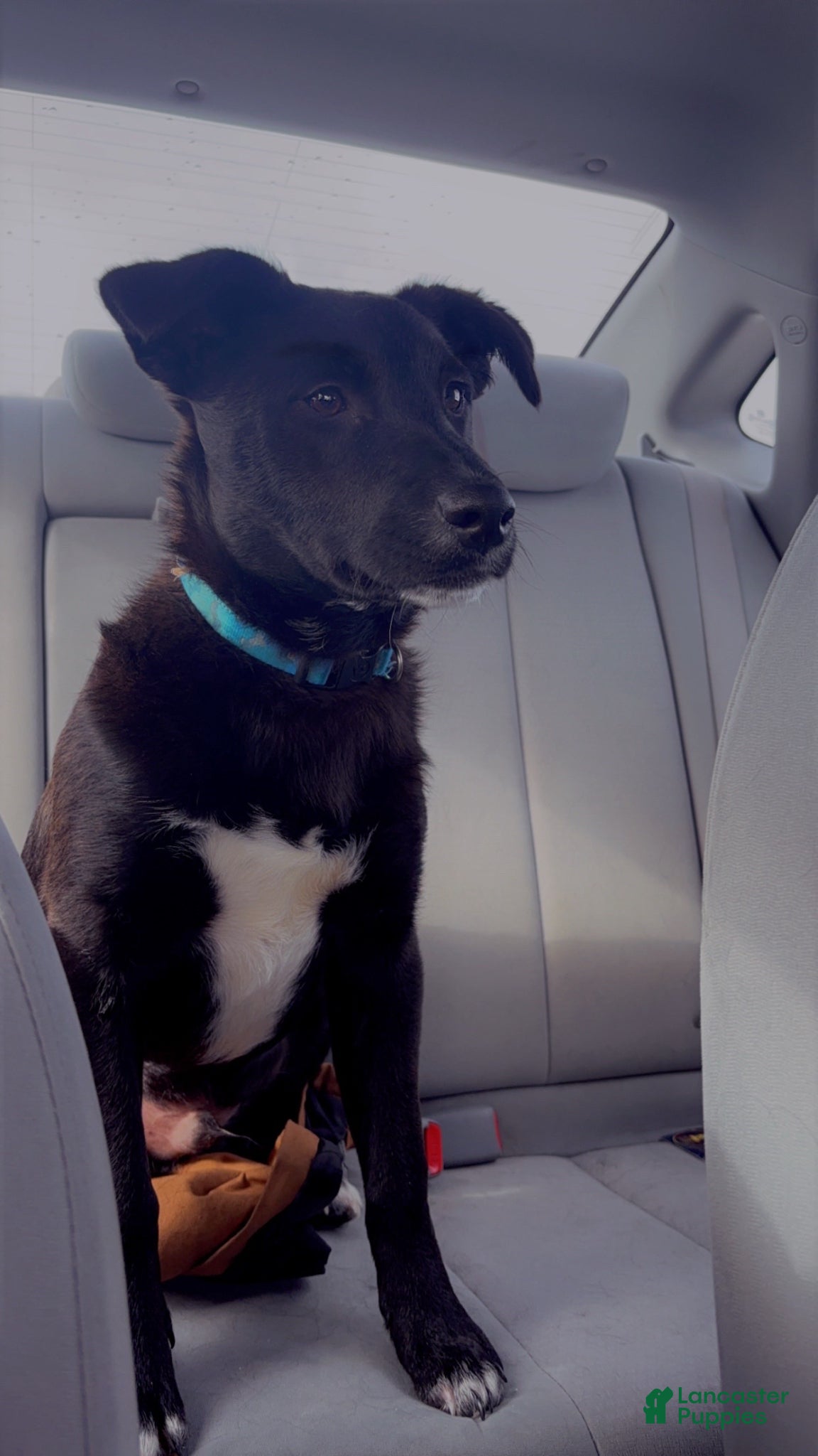 Mixed Breed dogs Mixed Breed Puppy 1 - Ad 25