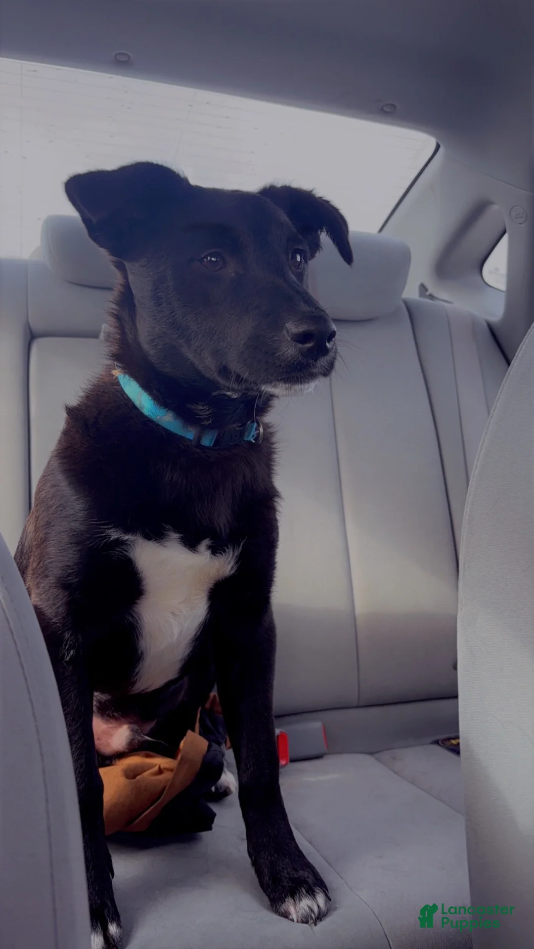 Mixed Breed dogs for sale: Mixed Breed Puppy 1 - Ad 1