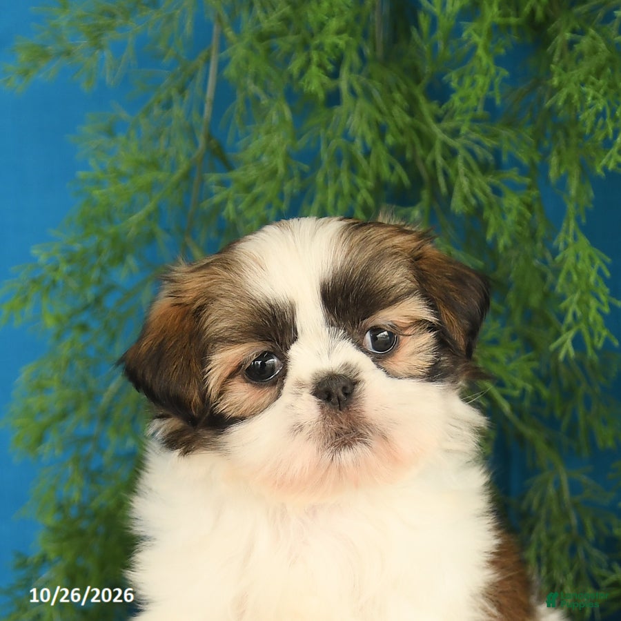 Shih Tzu dogs for sale: Cinnamon - Ad 2