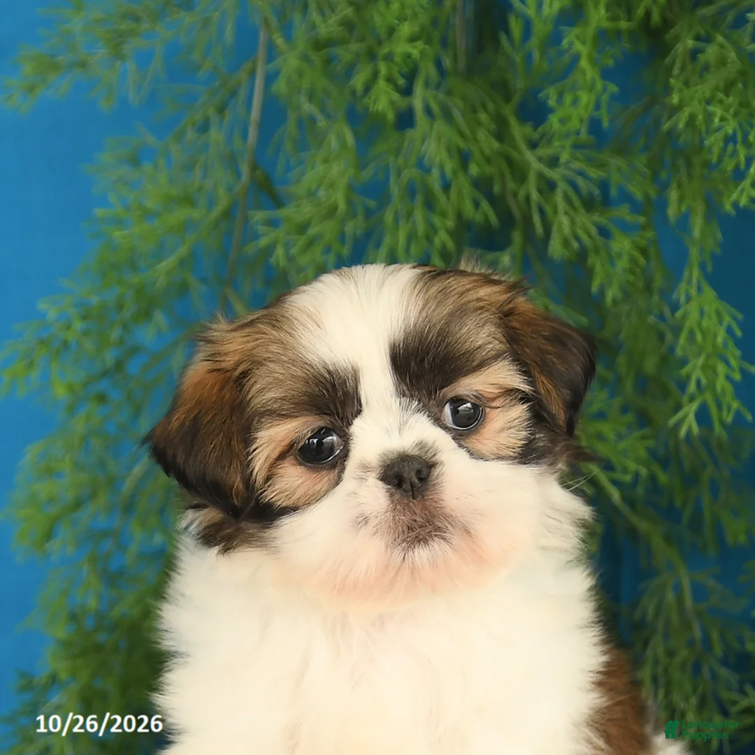 Shih Tzu dogs for sale: Cinnamon - Ad 2