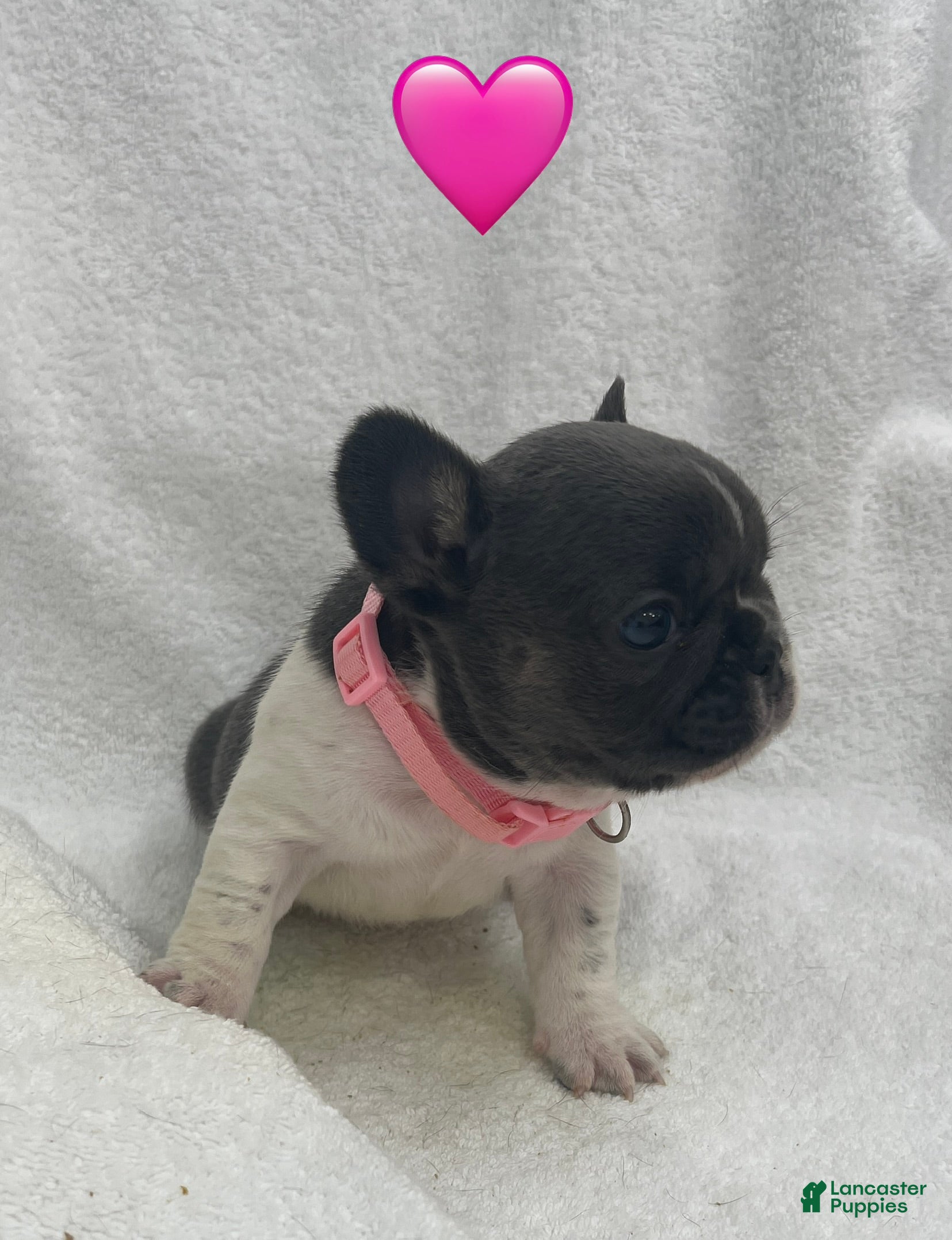 French Bulldog dogs for sale: French Bulldog - Gray/White - Ad 15