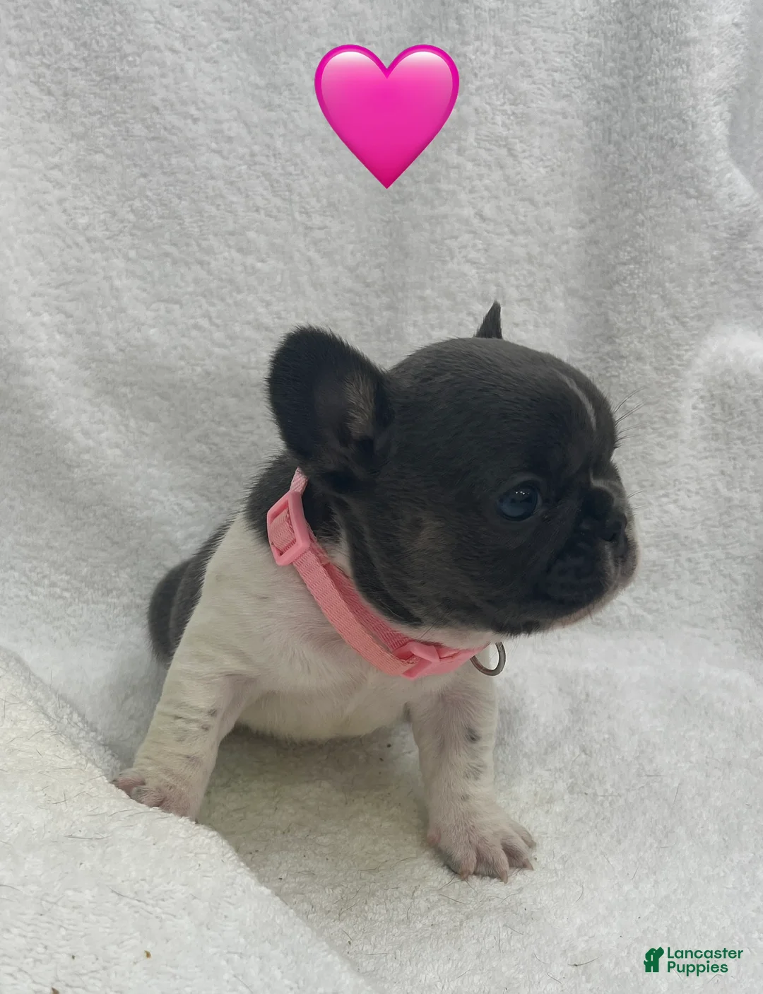 French Bulldog dogs for sale: French Bulldog - Gray/White - Ad 1