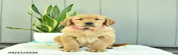 Golden Retriever dogs for sale: Nutmeg  - Ad 1