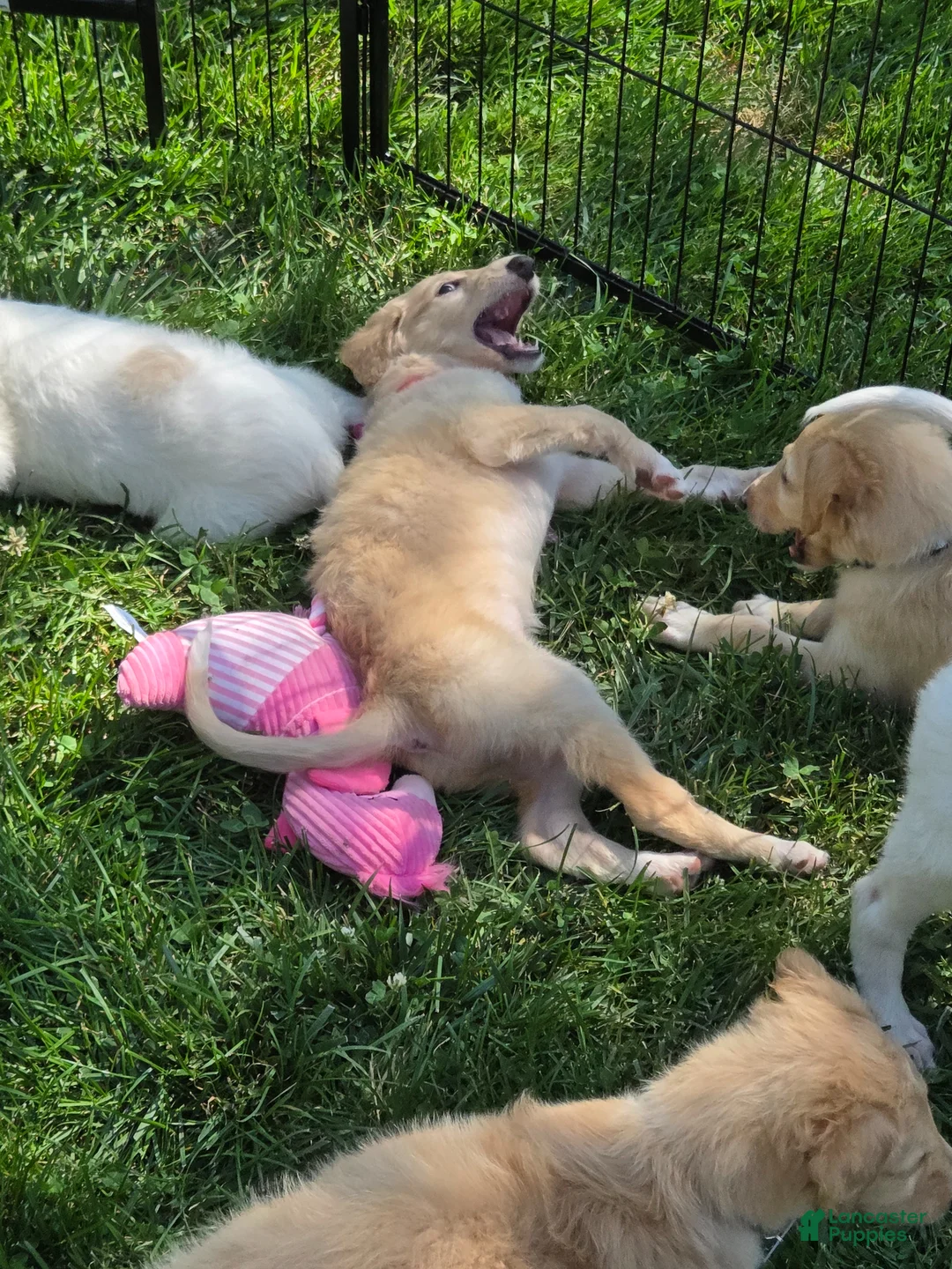 Borzoi dogs for sale: Arthur - Ad 8