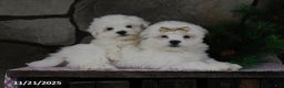 Teddy Bear dogs for sale: Leo - Ad 4
