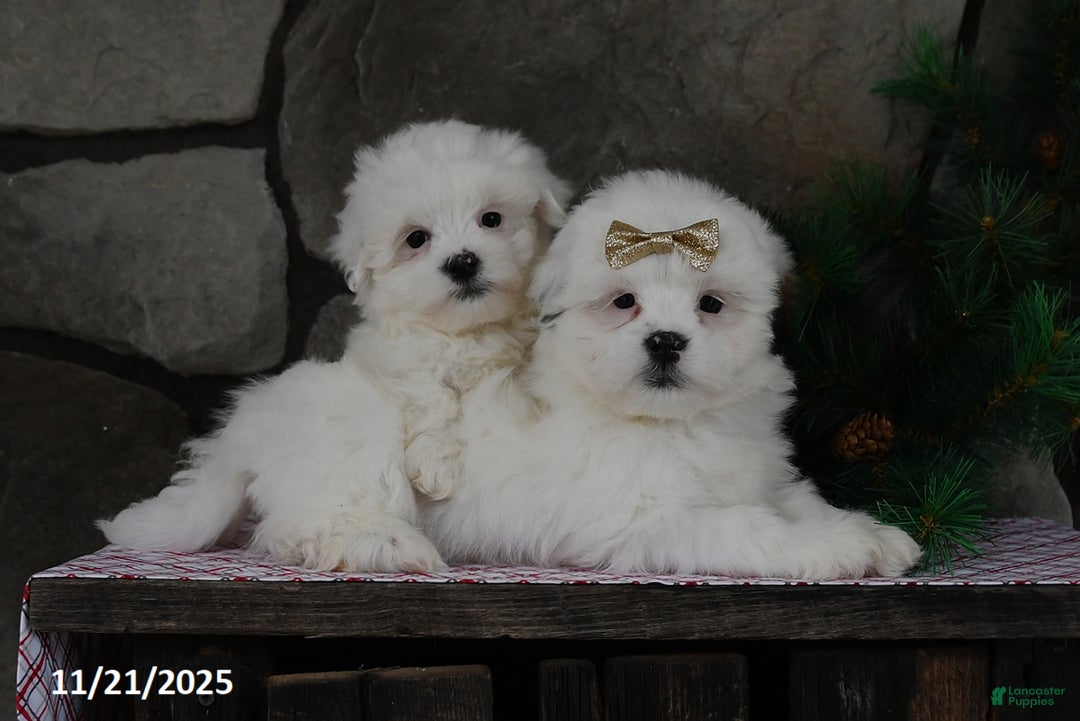Teddy Bear dogs for sale: Leo - Ad 4