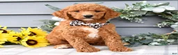 Standard Poodle dogs for sale: Raven - Ad 7