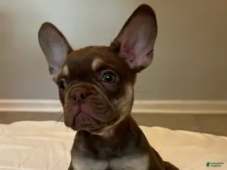 French Bulldog dogs Tucker - Ad 33