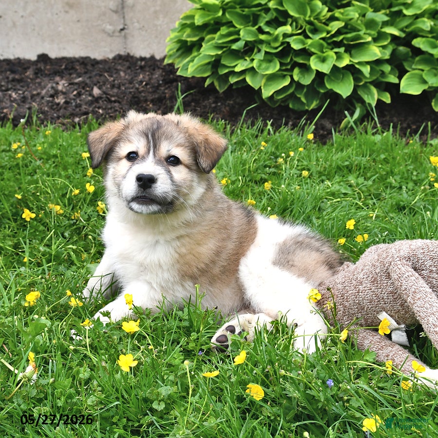 Mixed Breed dogs Callahan - Ad 2