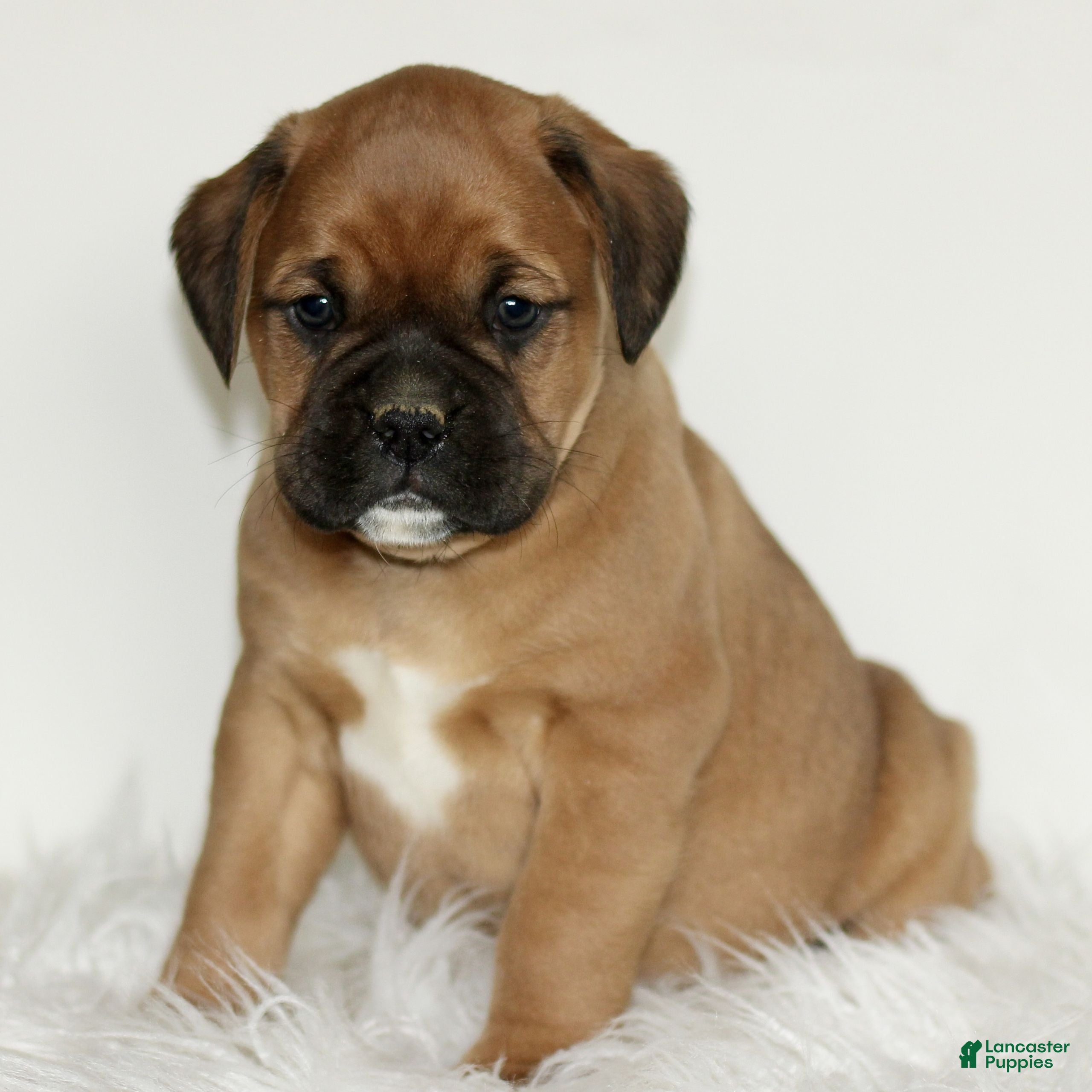 Mixed Breed dogs Dexter  - Ad 2