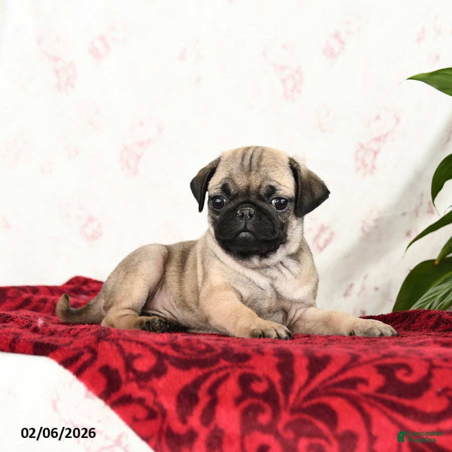 Pug dogs Toby - Ad 2
