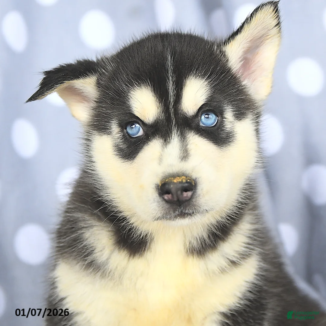 Siberian Husky dogs for sale: Brady - Ad 4