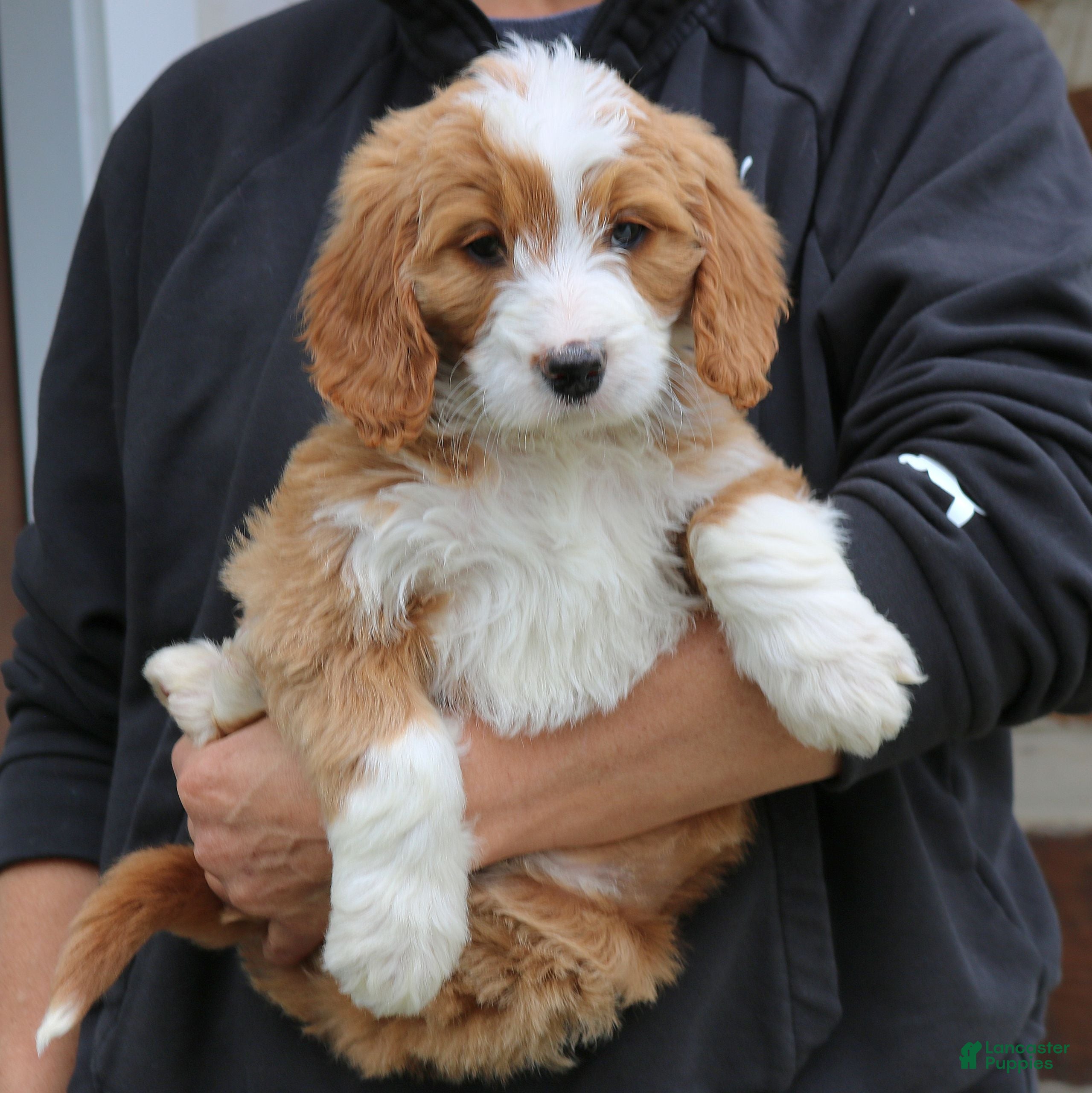 Mini Goldendoodle dogs Cammie  - Ad 2