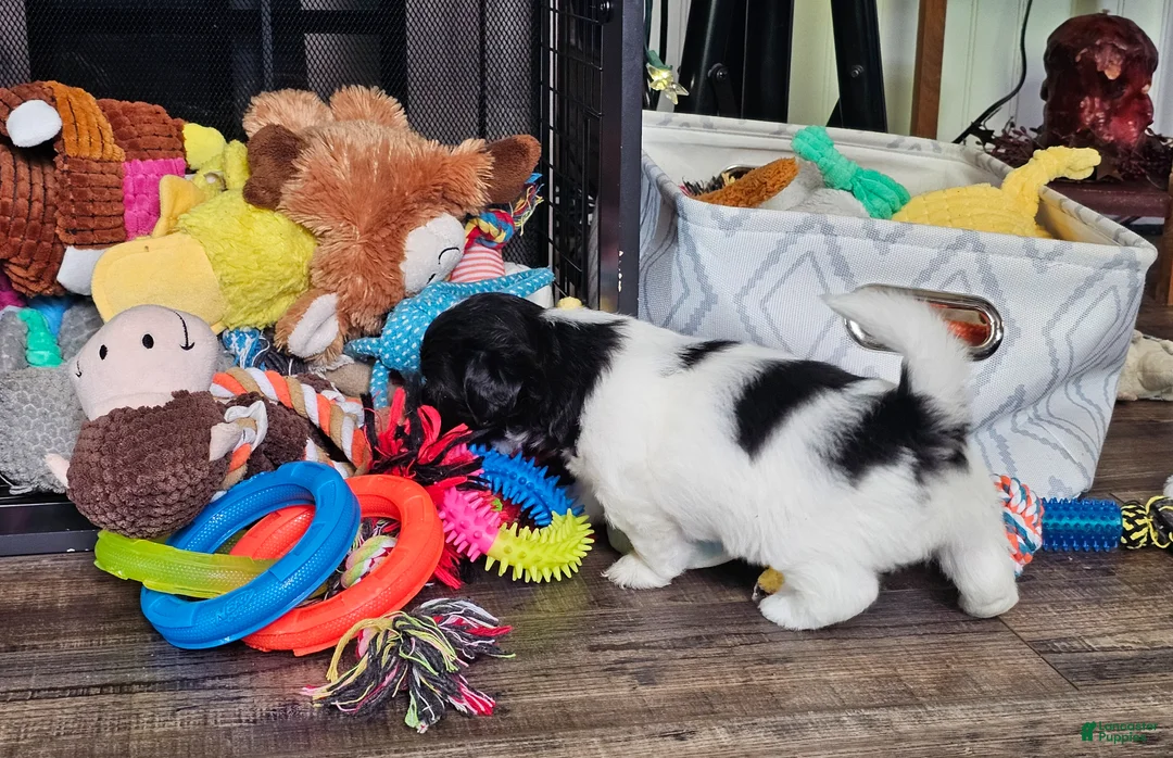 Teddy Bear dogs for sale: Allie - Ad 13