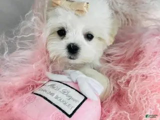 Maltese dogs Maltese Puppy 1 - Ad 13