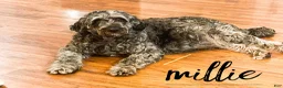 Goldendoodle dogs for sale: Mason - Standard F1b - Ad 4
