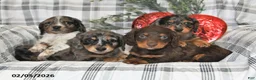 Miniature Dachshund dogs for sale: Oreo - Ad 5