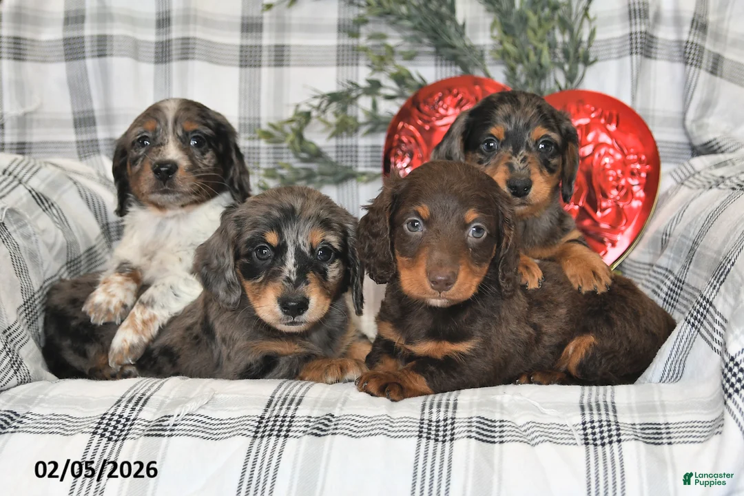 Miniature Dachshund dogs for sale: Oreo - Ad 5