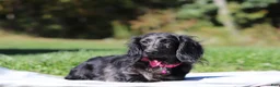 Dachshund dogs for sale: Brielle (AKC) - Ad 5
