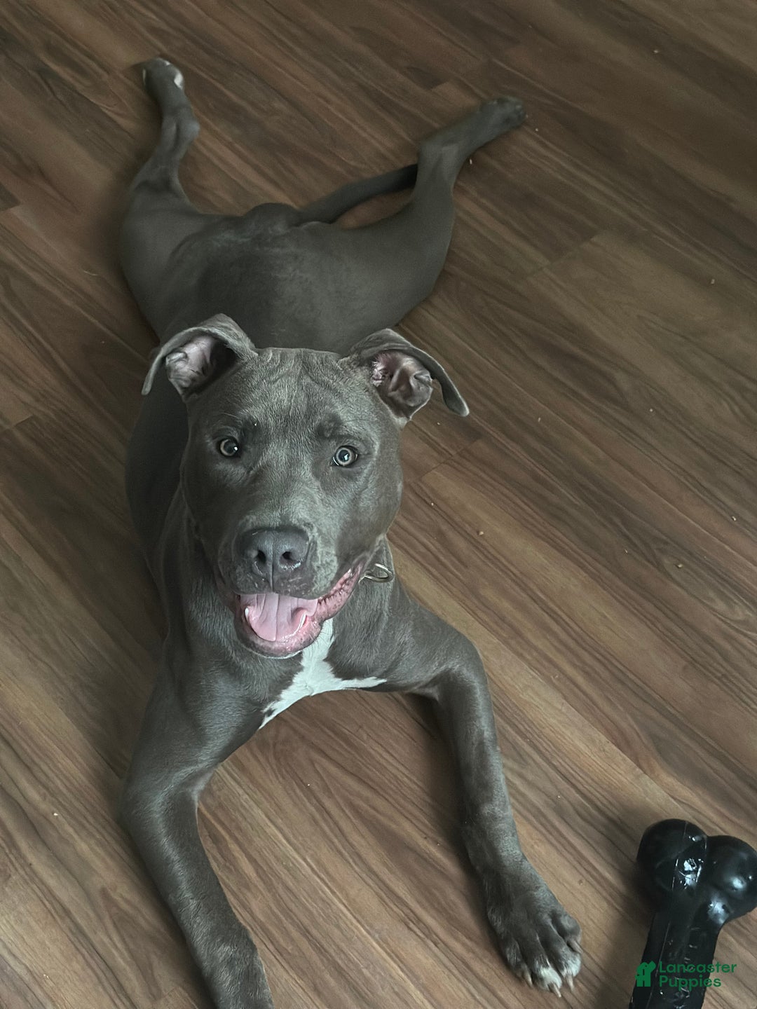 Mixed Breed dogs for sale: Mixed Breed Puppy 1 - Ad 3