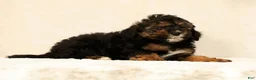 Mini Bernedoodle dogs for sale: Sheldon - Ad 4