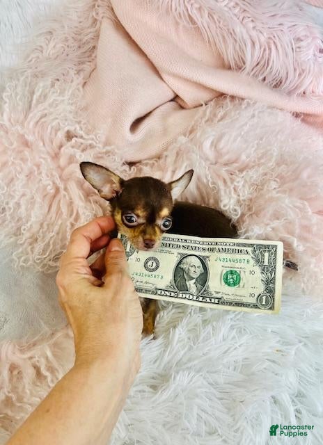 Chihuahua dogs Chihuahua  Hand Delivery Available - Ad 1
