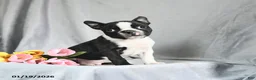 Boston Terrier dogs for sale: Benson - Ad 2