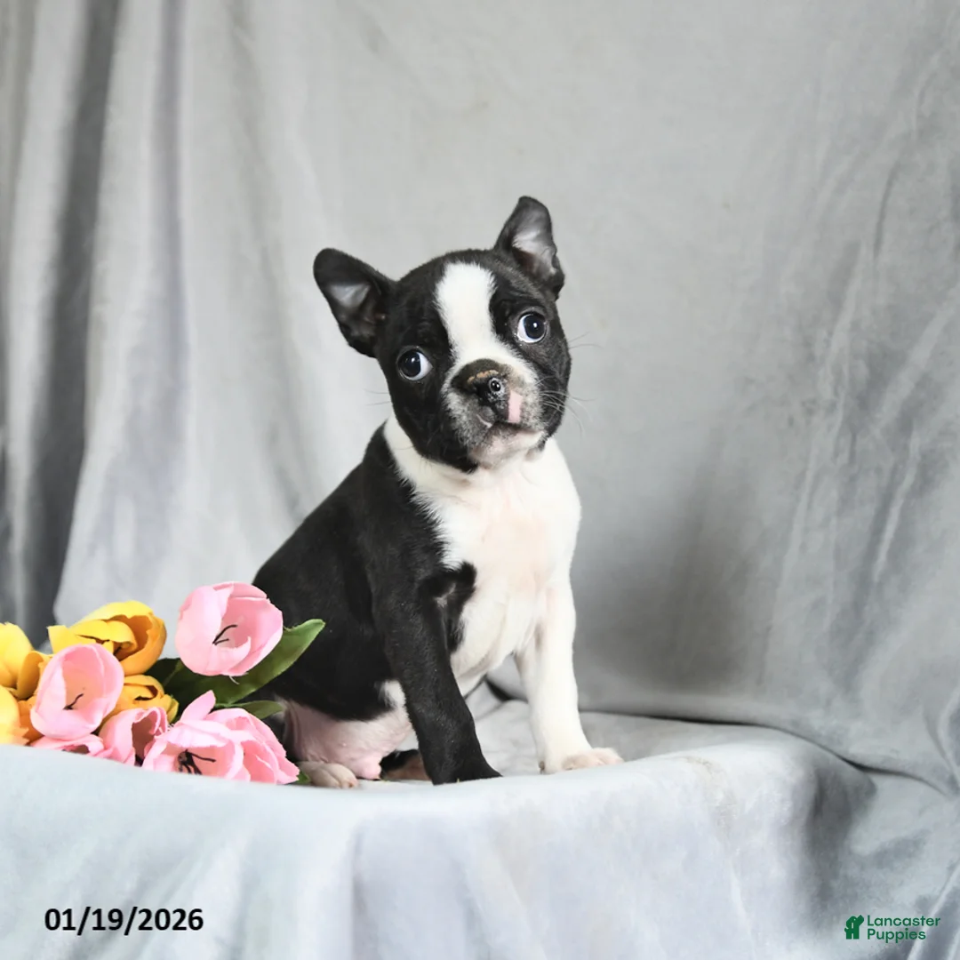 Boston Terrier dogs for sale: Benson - Ad 2