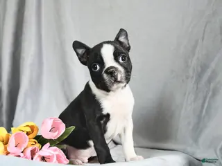 Boston Terrier dogs for sale: Benson - Ad 1