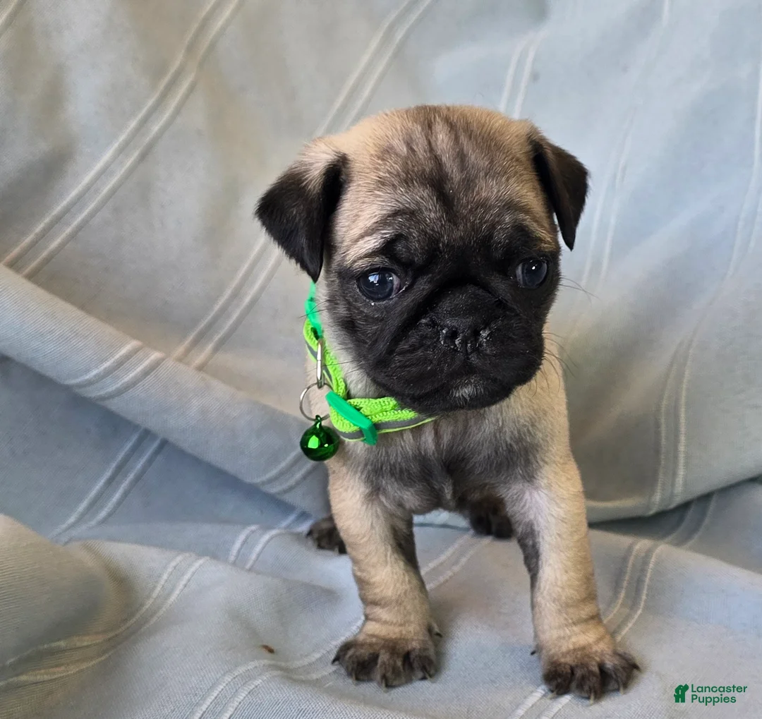 Pug dogs for sale: Bennie - Ad 9