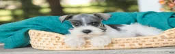 Miniature Schnauzer dogs for sale: Quinn Miniature Schnauzer  - Ad 5