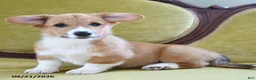 Welsh Corgi Pembroke dogs for sale: Cynthia - Ad 5