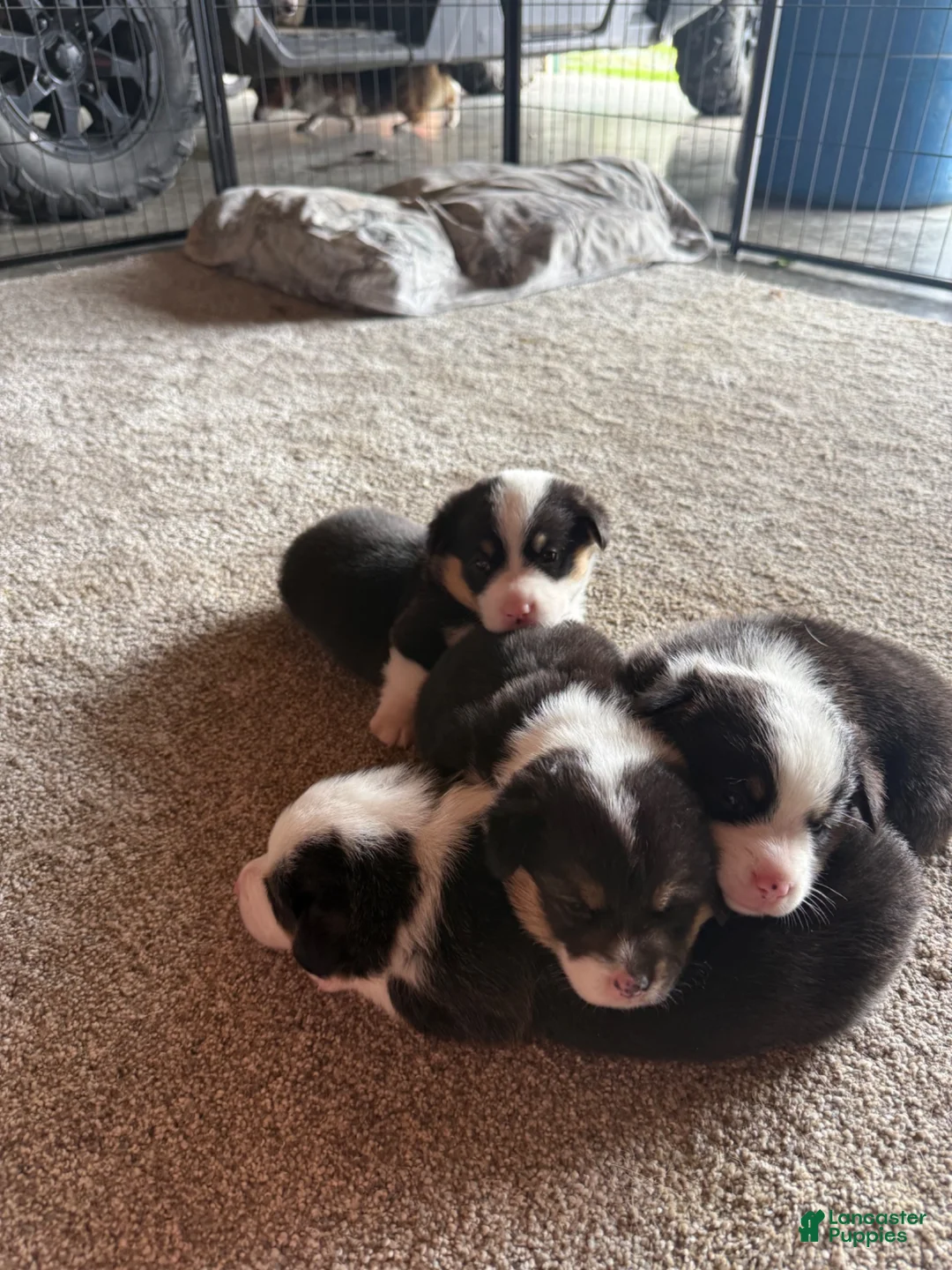 Welsh Corgi Pembroke dogs for sale: Welsh Corgi Pembroke 1 - Ad 7