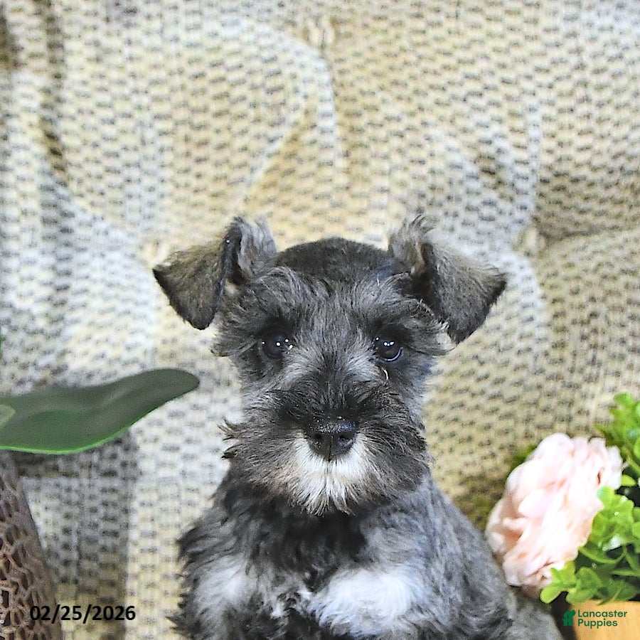 Miniature Schnauzer dogs Macy - Ad 2