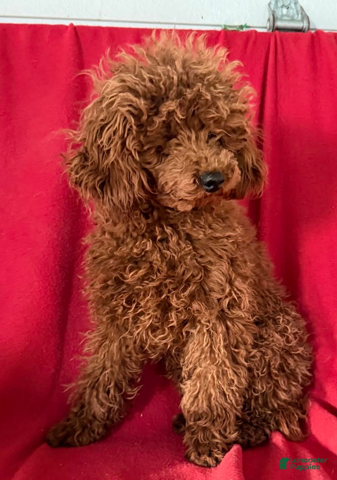 Toy Poodle dogs for sale: Tubby - Ad 1