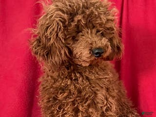 Toy Poodle dogs Tubby - Ad 26