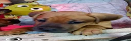 Mixed Breed dogs for sale:  1 - Ad 9