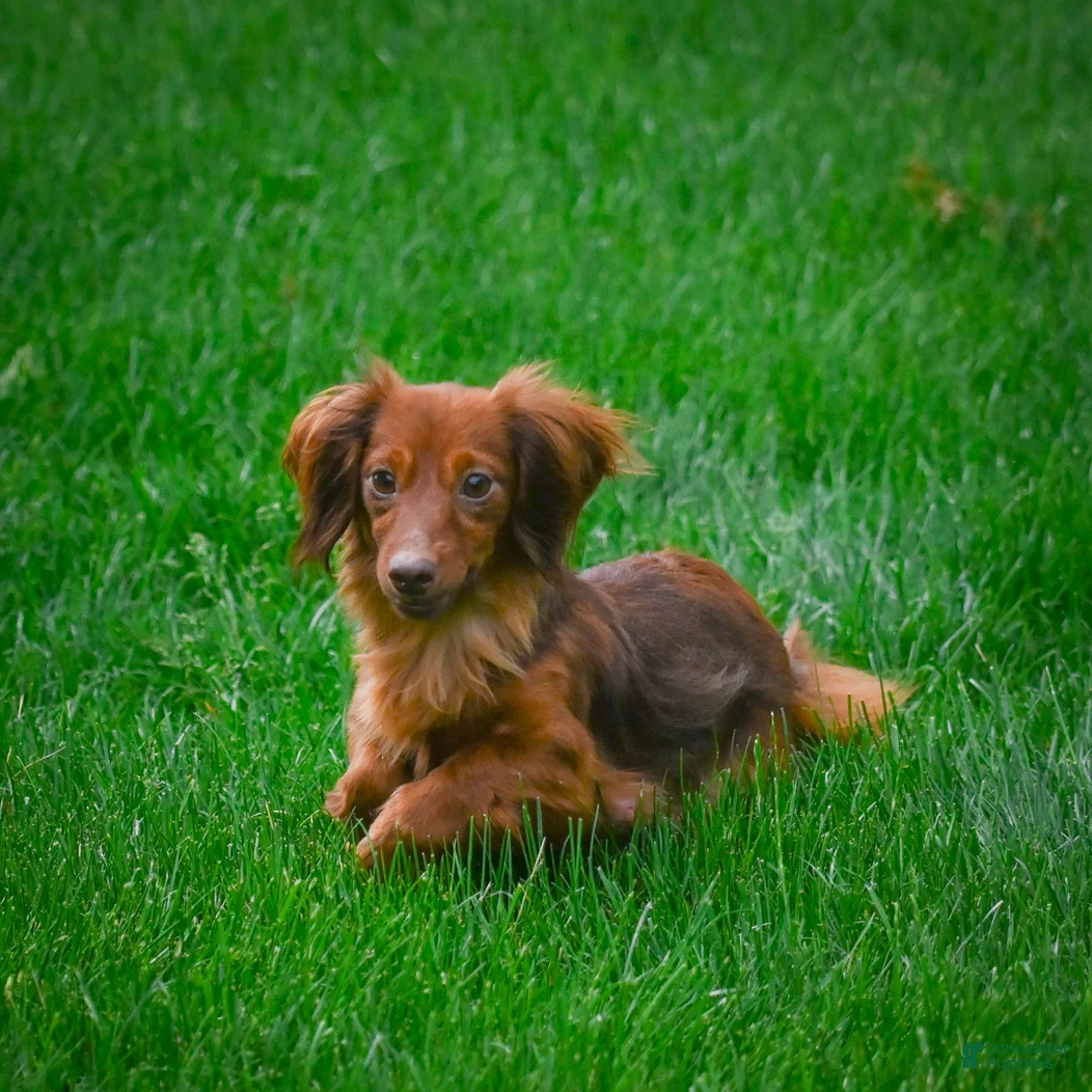 Miniature Dachshund dogs for sale: AKC-Kayla - Ad 12