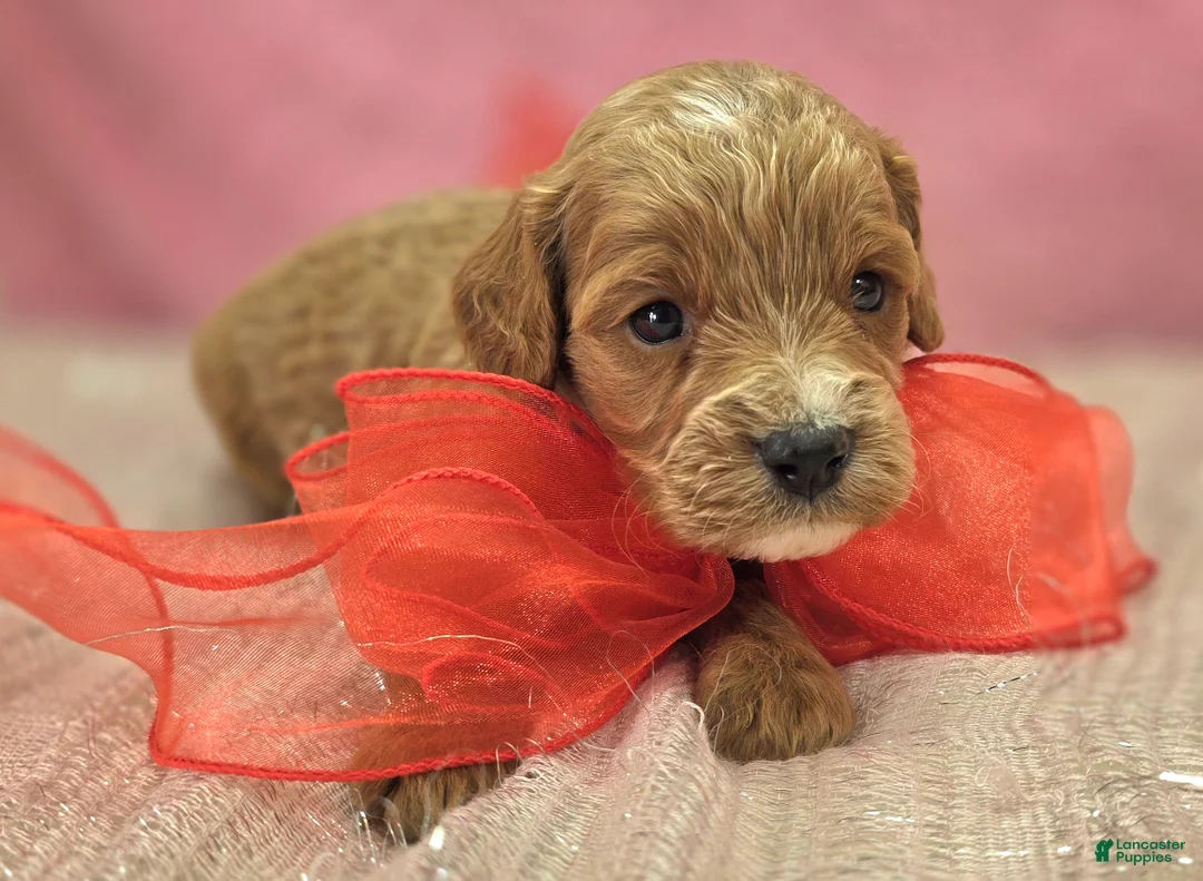 Cavapoo dogs for sale: Tundra - Ad 27