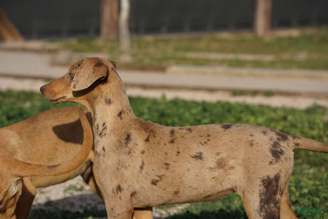 Mixed Breed dogs for sale: POL Lilac Fawn Merle F RT - Ad 4