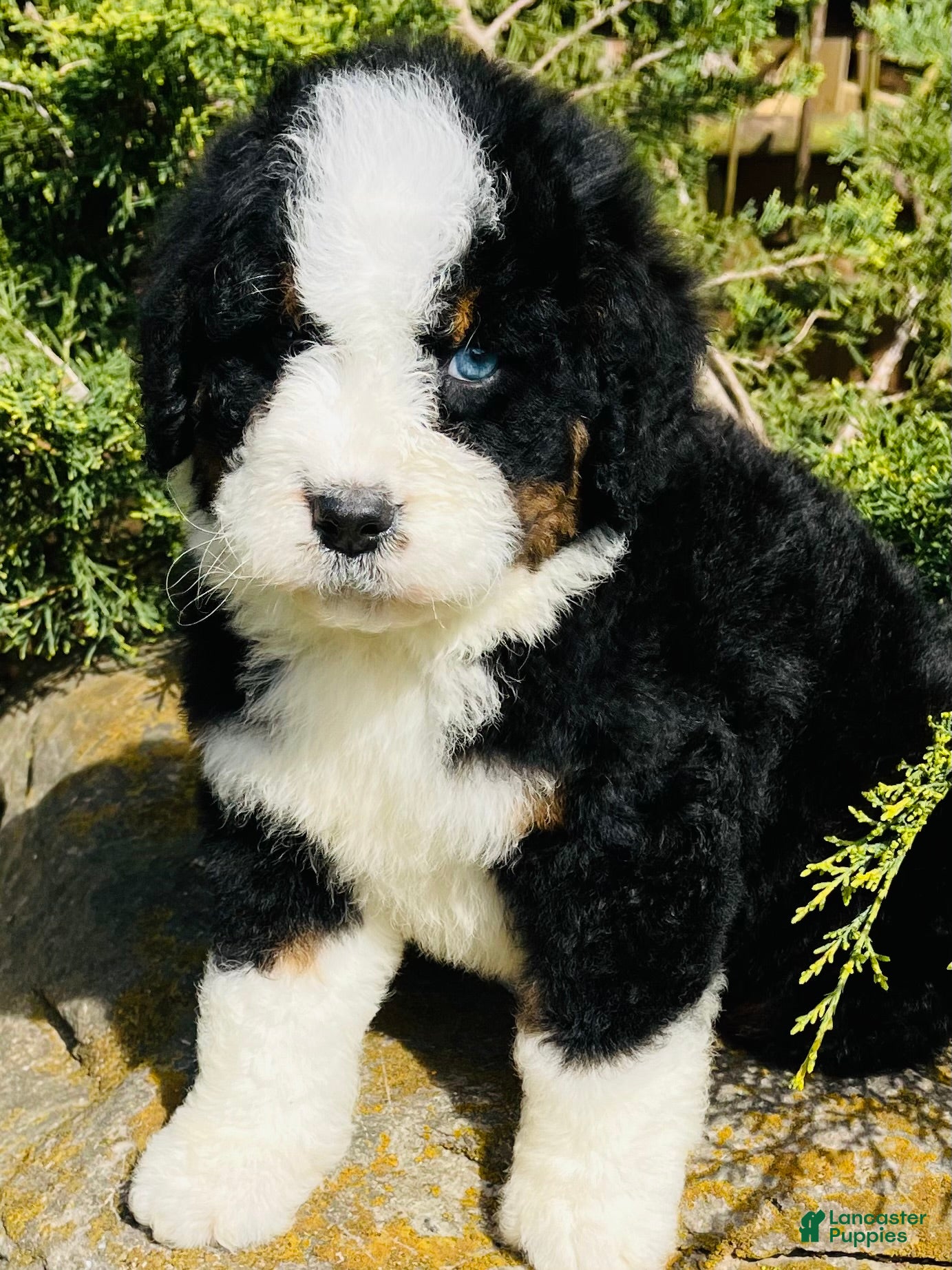 Bernedoodle dogs Bernedoodle “Bunny” blue eye - Ad 5