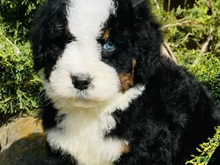 Bernedoodle dogs Bernedoodle “Bunny” blue eye - Ad 5