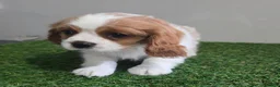 Cavalier King Charles Spaniel dogs for sale: Sadie - Ad 4
