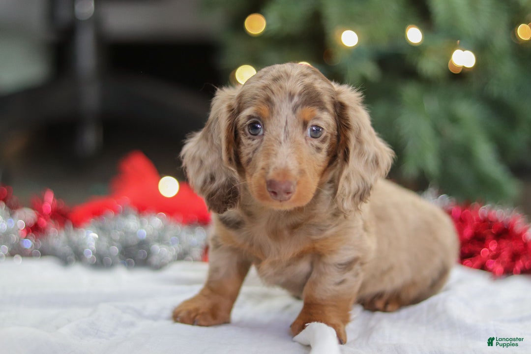 Miniature Dachshund dogs for sale: Buddy - Ad 8