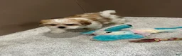 Malshi dogs for sale: Penny - Ad 5