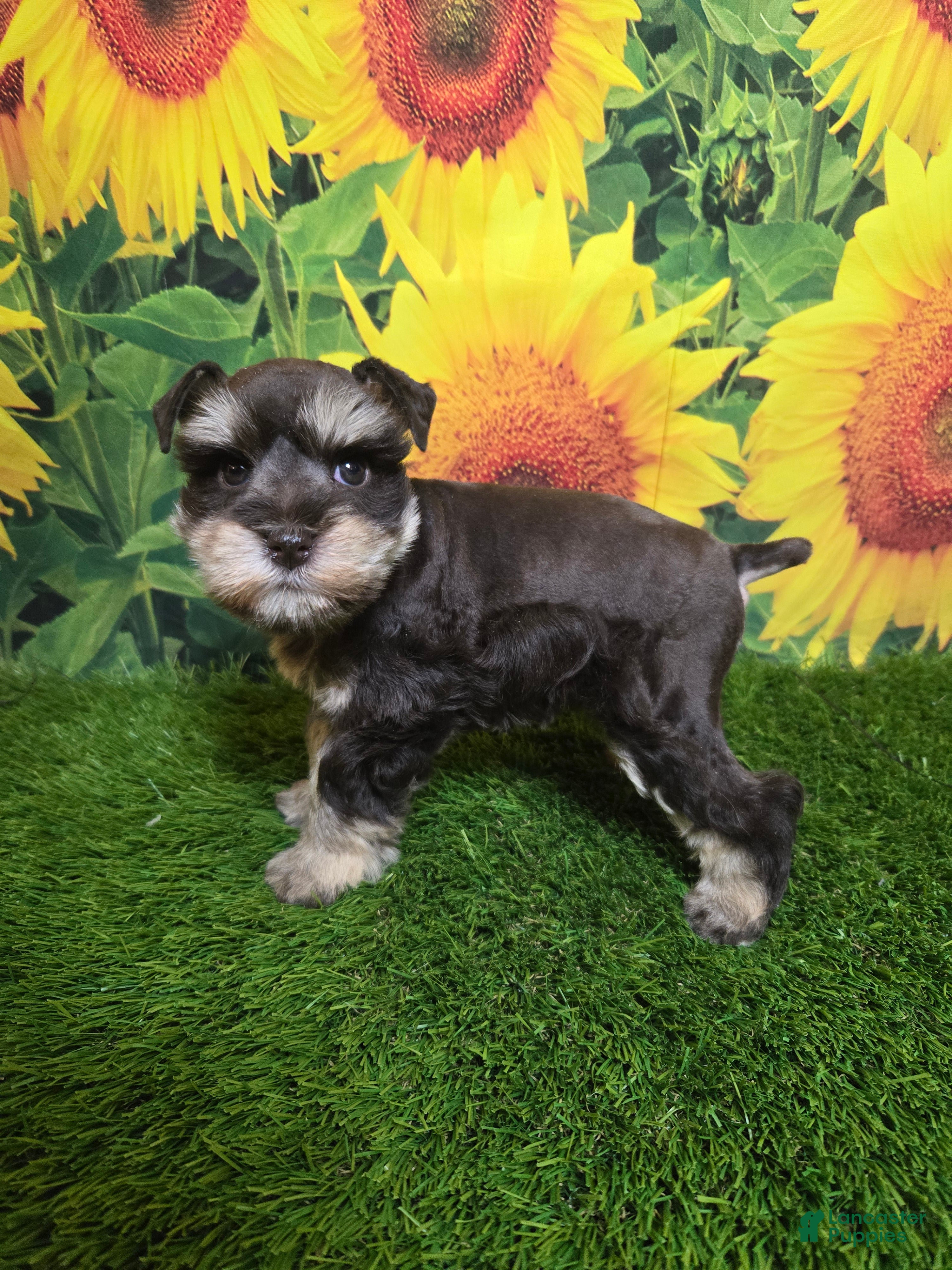 Miniature Schnauzer dogs Flo - Ad 3