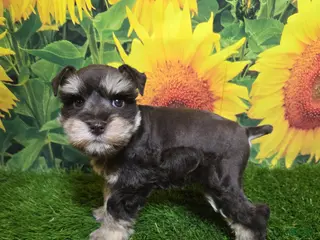 Miniature Schnauzer dogs Flo - Ad 3