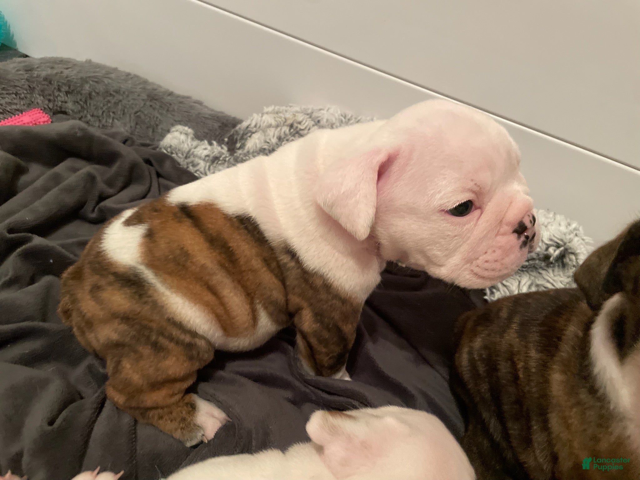 English Bulldog dogs for sale: Boy - Ad 2