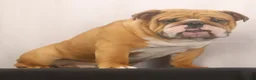 English Bulldog dogs for sale: Griffin - Ad 8